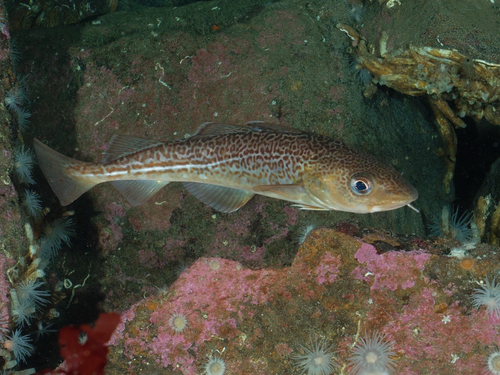 Gadus morhua