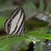 Kinabalu Ringlet - Photo (c) Stijn De Win, all rights reserved