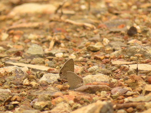 Tailless Lineblue