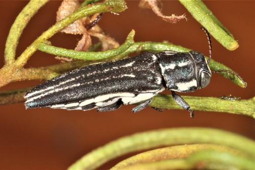 Agrilus australasiae · BioDiversity4All