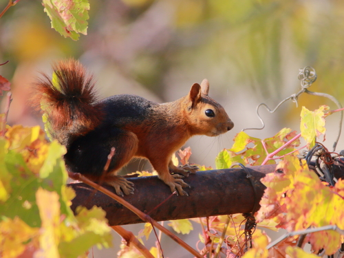 Caucasian Squirrel