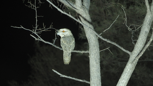 Tawny Frogmouth