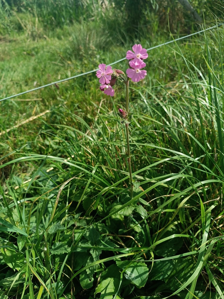 Silene dioica
