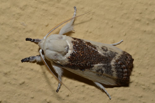 Cryptophasa porphyritis Turner, 1906