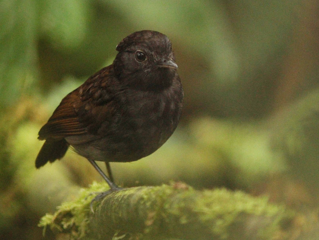 Slaty Gnateater (Conopophaga ardesiaca) photo