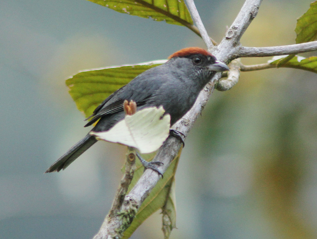 Slaty Tanager photo