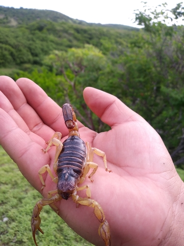 Hoffmannihadrurus gertschi