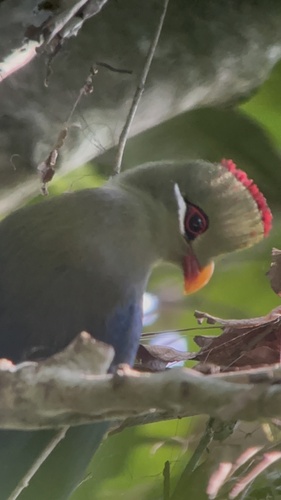 Yellow-billed Turaco