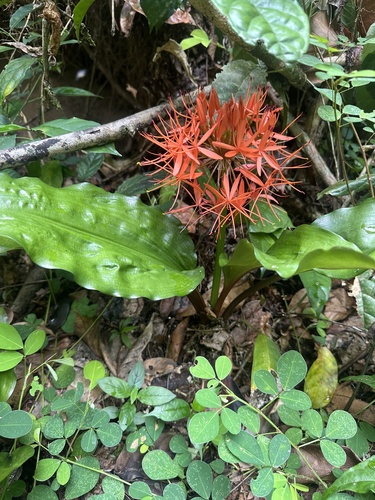 Forest Fireball Lily