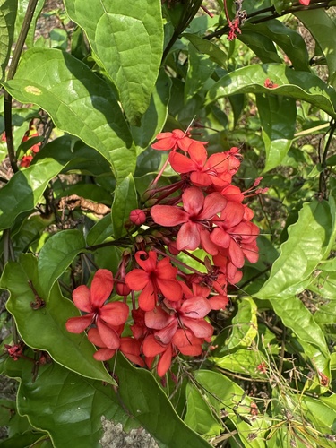 Flaming Glorybower