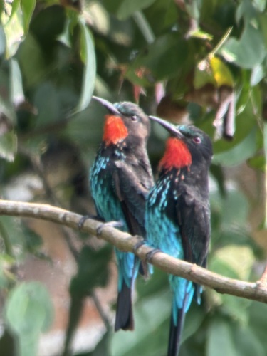 Black Bee-eater