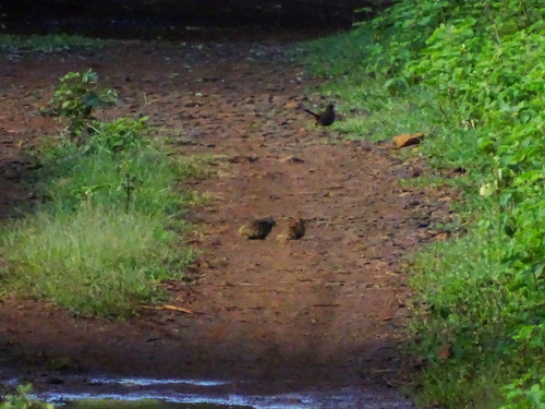 Barred Buttonquail