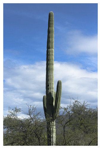Cephalocereus tetetzo