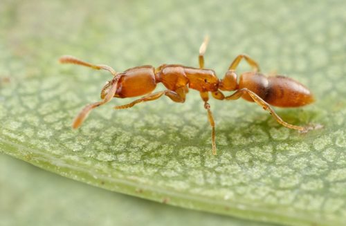 Hypoponera austraHypoponera austra