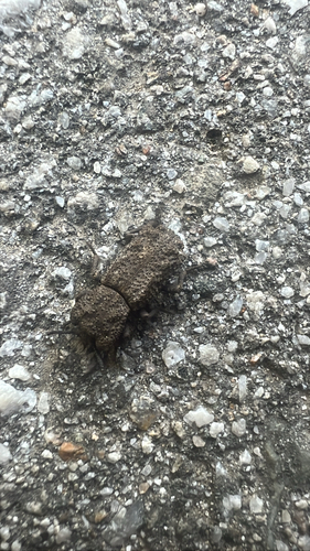 iNaturalist observation photo of Wrinkled Ironclad Beetle