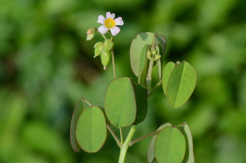 Lavender Sorrel
