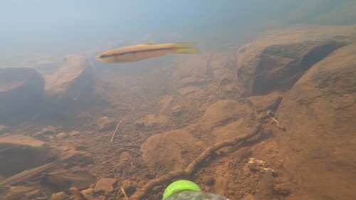 Striped Rasbora