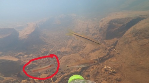 Redside Barb