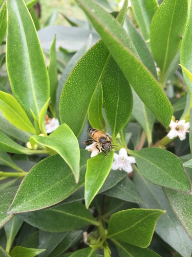 photo of Western Honey Bee (Apis mellifera)