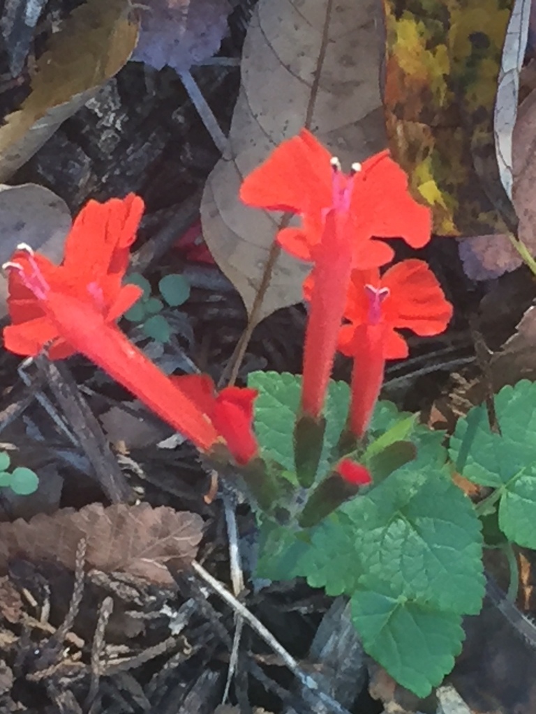 Mirto Coral (Salvia coccinea) · iNaturalist Panamá