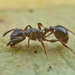Grassi's Fierce Ant - Photo (c) Philip Herbst, all rights reserved, uploaded by Philip Herbst