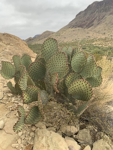 Blind Pricklypear