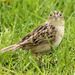 Eastern Grasshopper Sparrow - Photo (c) David Beadle, all rights reserved, uploaded by David Beadle