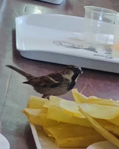House Sparrow