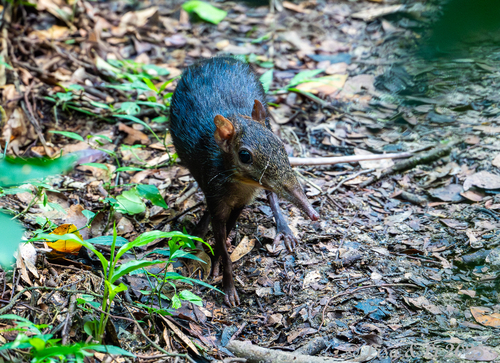 White-tailed Sengi (Rhynchocyon stuhlmanni) — Data Deficient Mammalia