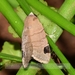 Dyrzela increnulata - Photo (c) Roger C. Kendrick, all rights reserved, uploaded by Roger C. Kendrick