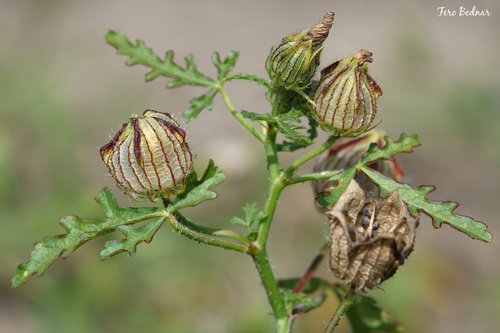 Hibiscus trionum