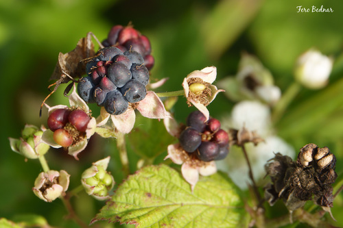 Rubus caesius