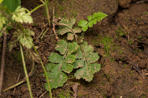 blunt woodsia