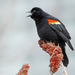 Eastern Red-winged Blackbird - Photo (c) David Beadle, all rights reserved, uploaded by David Beadle