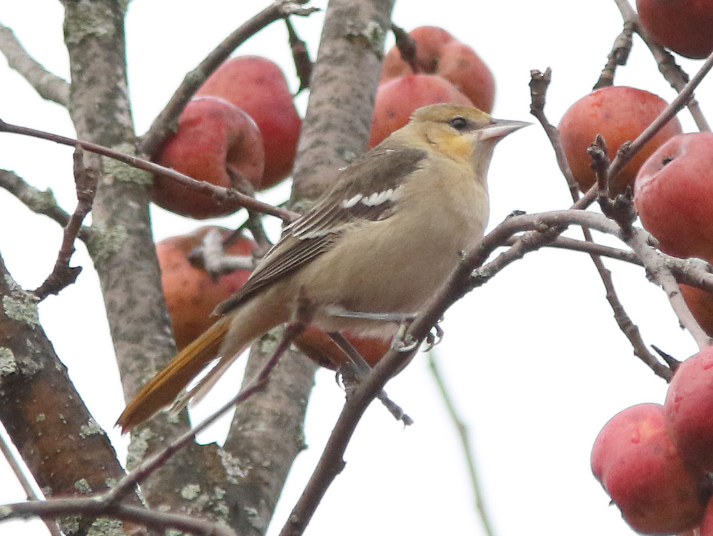 Bullock's Oriole (Birds of Wild Basin) · iNaturalist