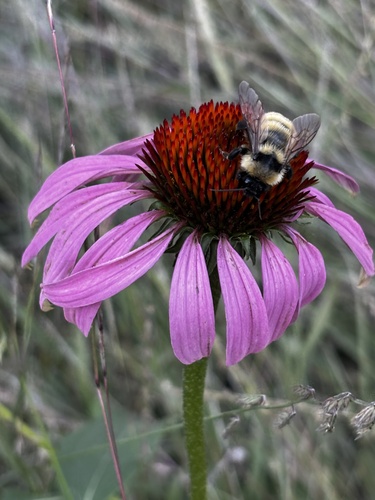 Golden Northern Bumble Bee