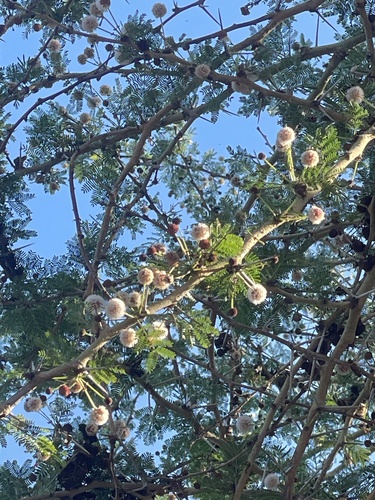 iNaturalist observation photo of thorn trees