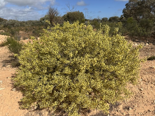 Acacia carnosula