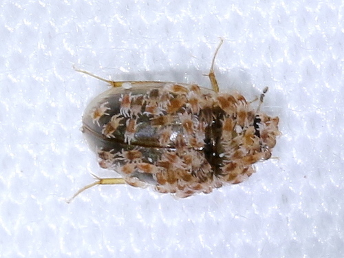 Ereynetes