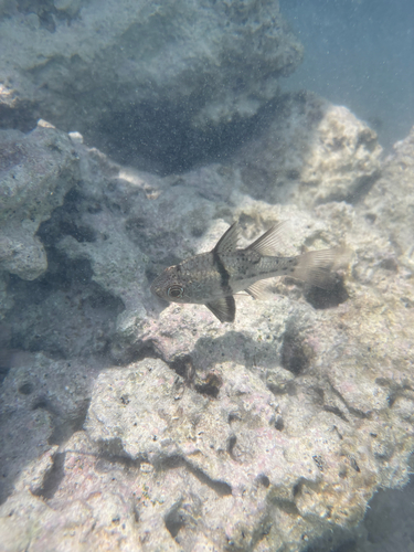 Sphaeramia orbicularis