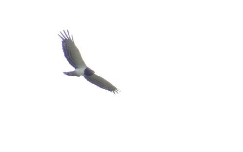 Black-chested Snake-Eagle