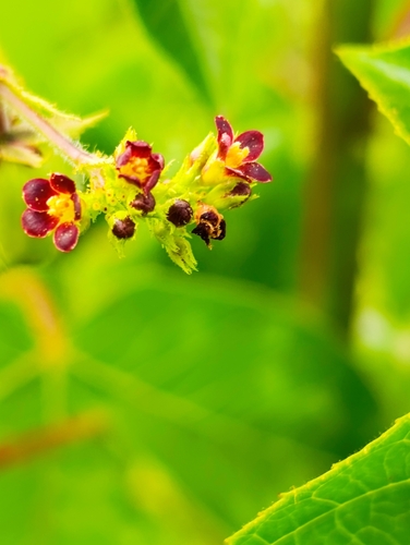 Bellyache Bush
