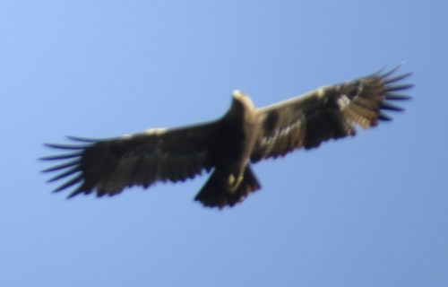 Steppe Eagle