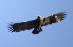 Aquila nipalensis image