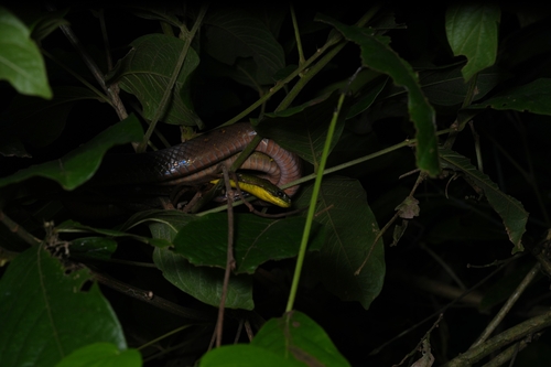 South China Green Snake