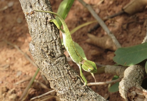 Flap-necked Chameleon
