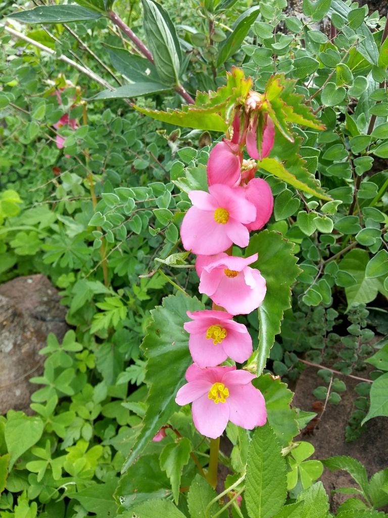 Ala de Ángel (Begonia gracilis) · NaturaLista Mexico