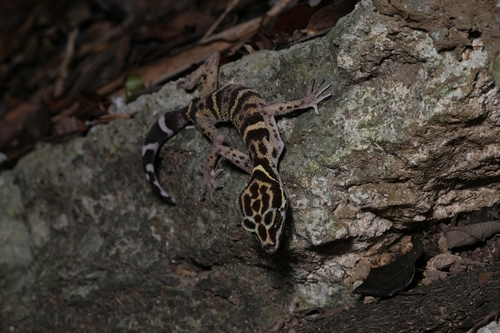 Maolan Leopard Gecko