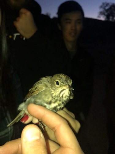 iNaturalist observation photo of Swainson's Thrush