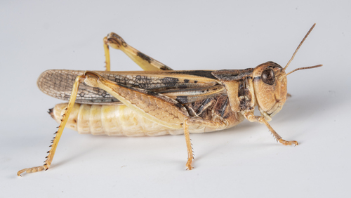 iNaturalist observation photo of Clear-winged Grasshopper